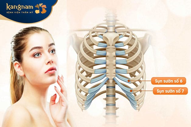 Rib cartilage may be used to reconstruct a damaged or structurally weak nose.